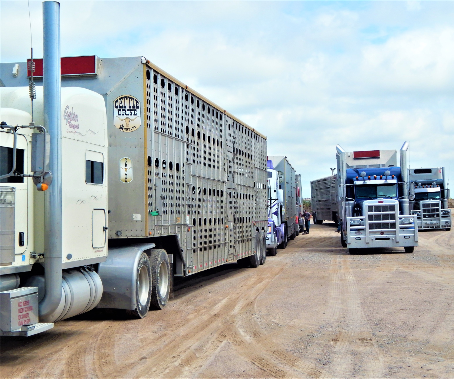 FL Cattle Trucks